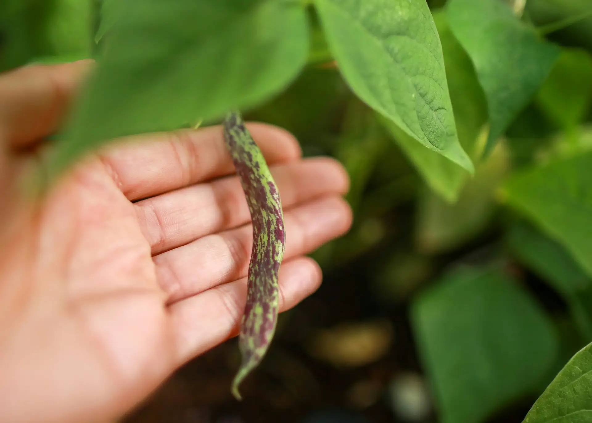 black and brown snake on persons hand